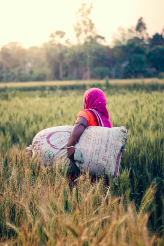 a woman in a pink sari is sitting on a hay bag in a wheat field