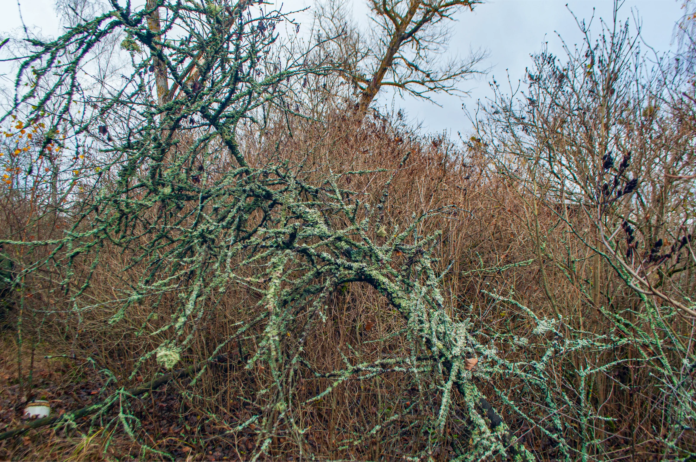 the tops of trees that have nches over them