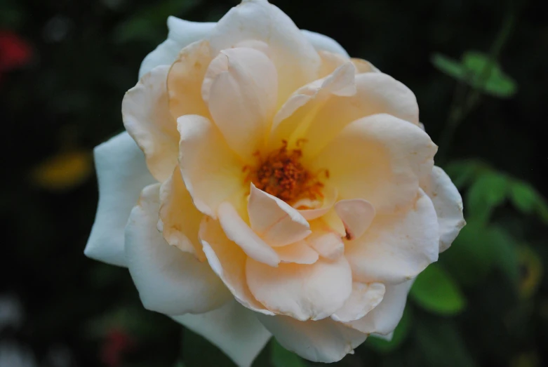 a close up of a white rose blooming