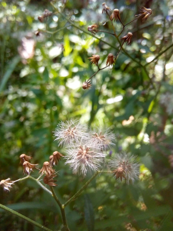 closeup of some white flowers in the woods