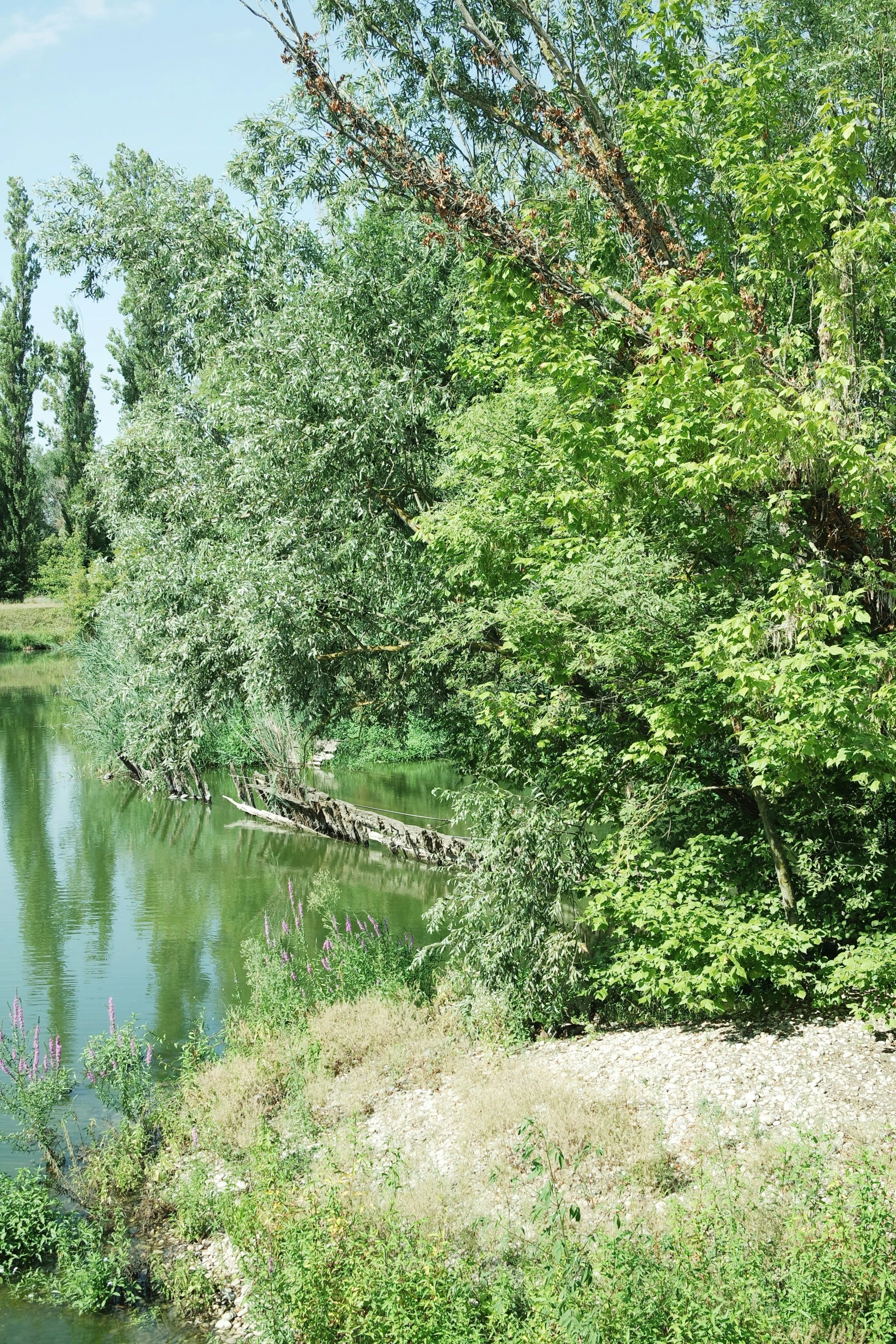 the water has a small stream with a few trees