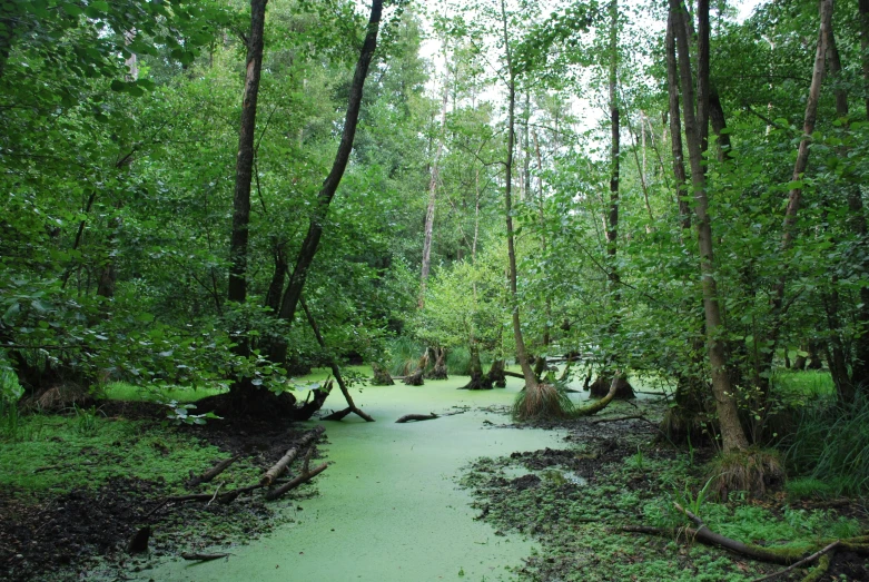 a large river in the middle of some forest