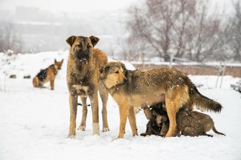 three dogs are standing in the snow next to some other dogs