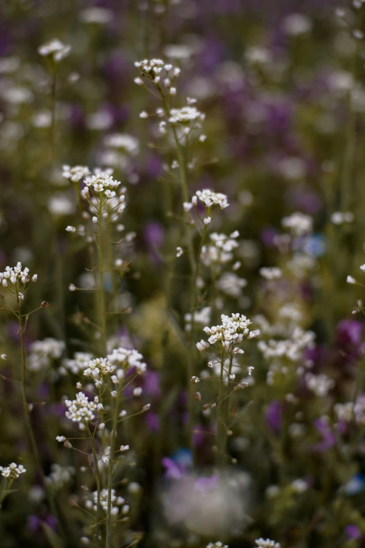 a field with flowers with small white flowers