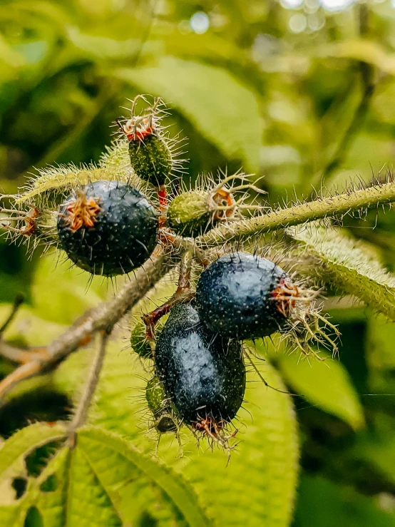 an image of fruit growing on tree nches