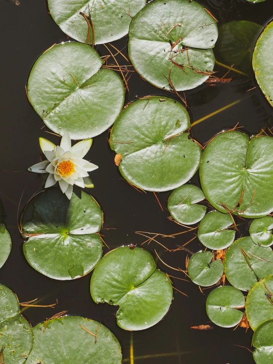 there is a water lily with flowers in the middle of the pond