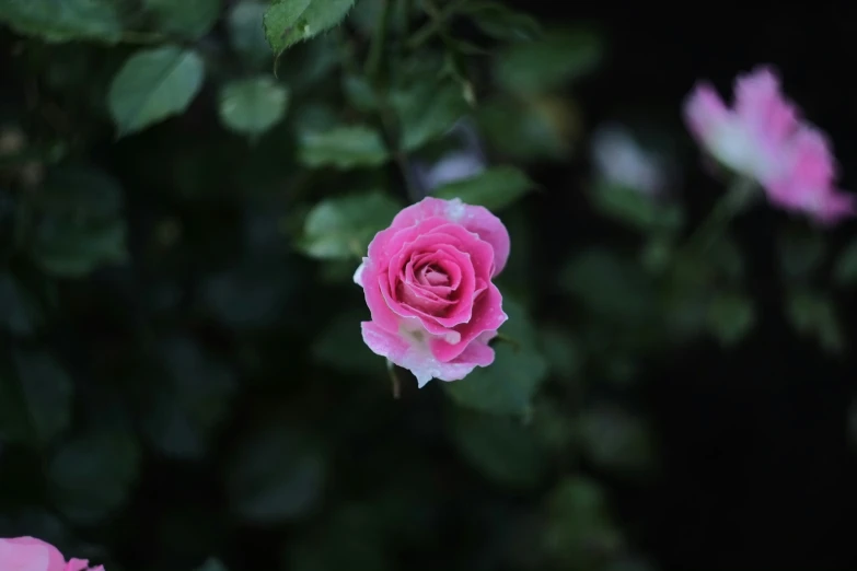 a pink flower that is blooming on a bush