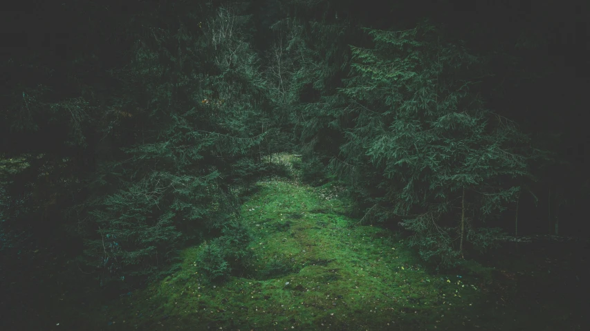 a path in the middle of green trees