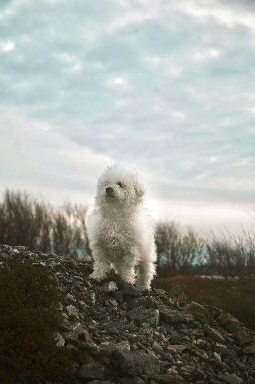 small white dog standing on a rocky ledge