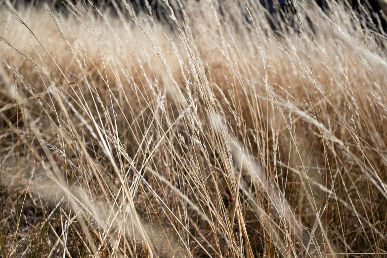 long, brown grass with leaves blowing in the wind