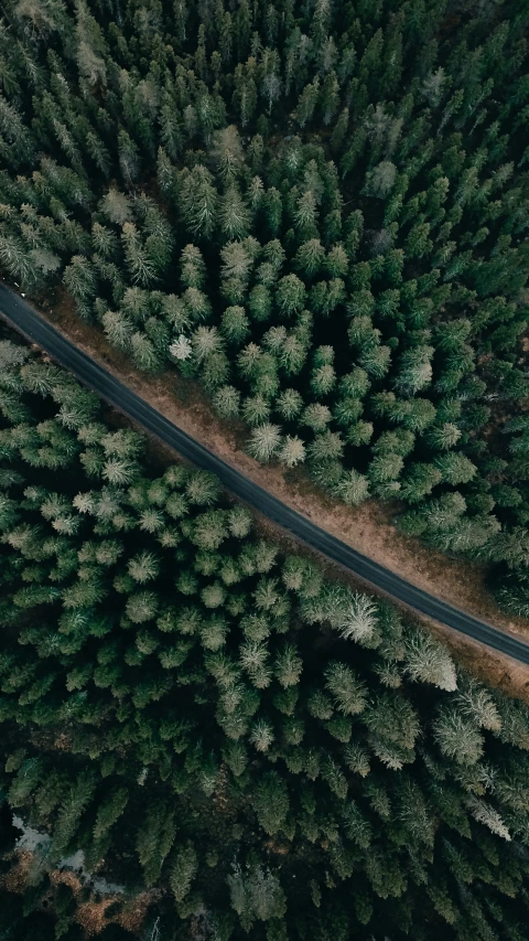 an aerial view of a tree lined road