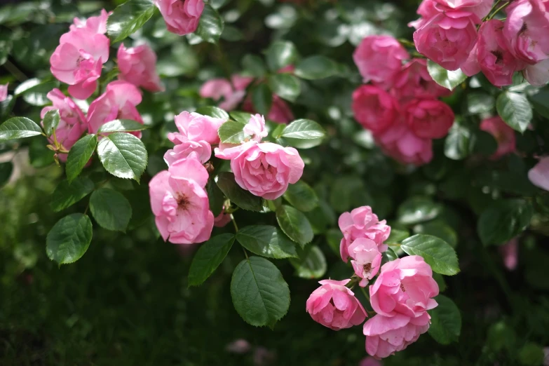 pink flowers blooming around a green bush