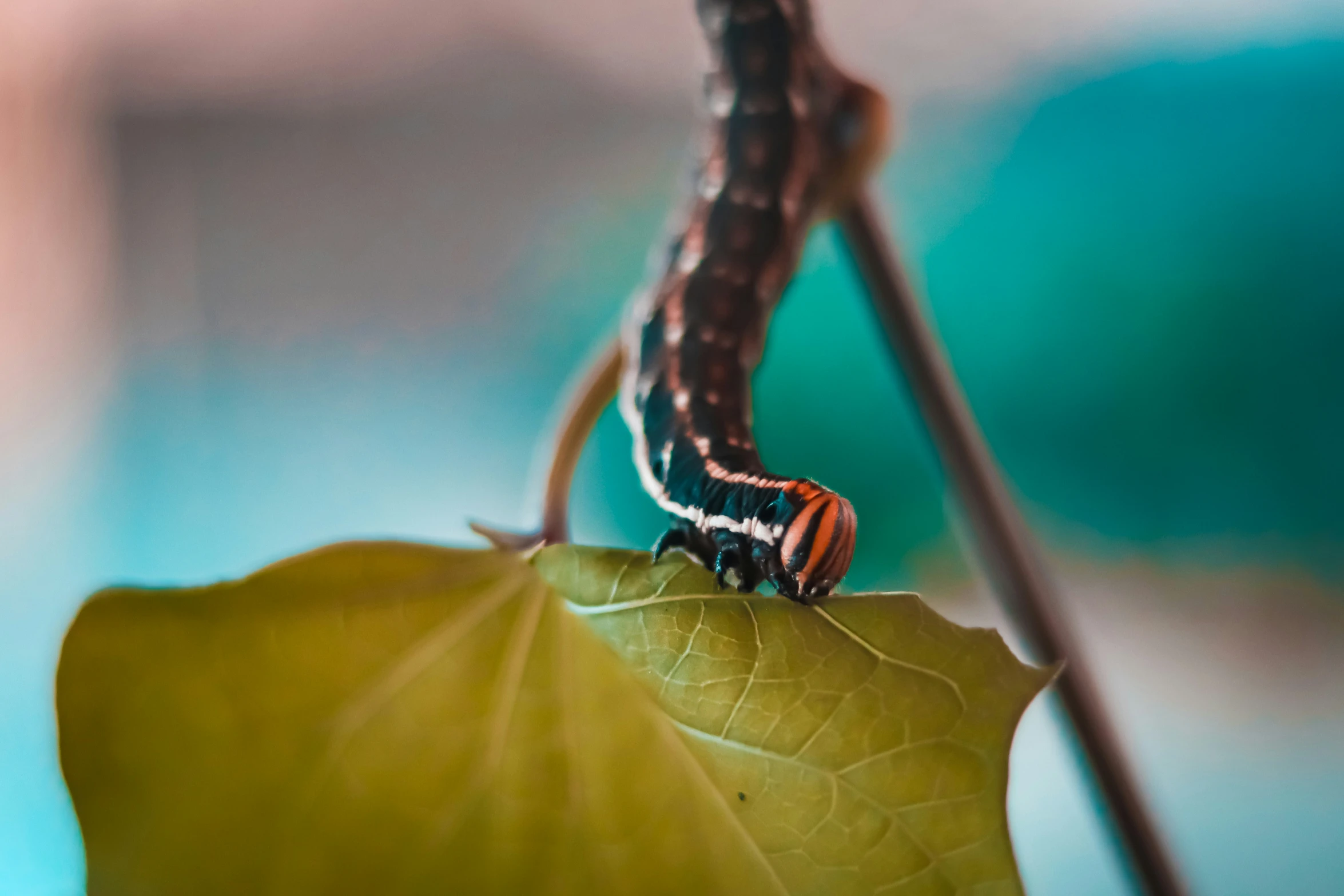 there is a small insect that is on a leaf