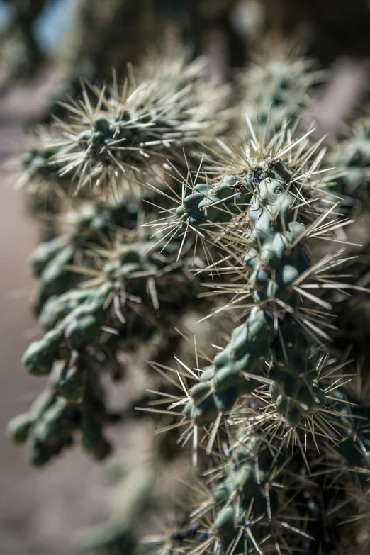 a close - up of a cactus with many small leaves