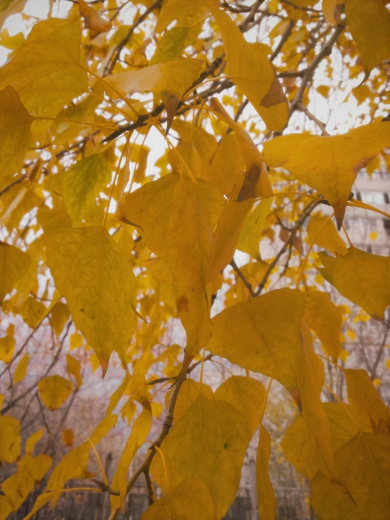 the yellow leaves are shining brightly on the trees