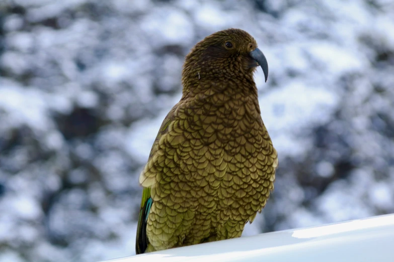 a green parrot sitting on the roof of a building