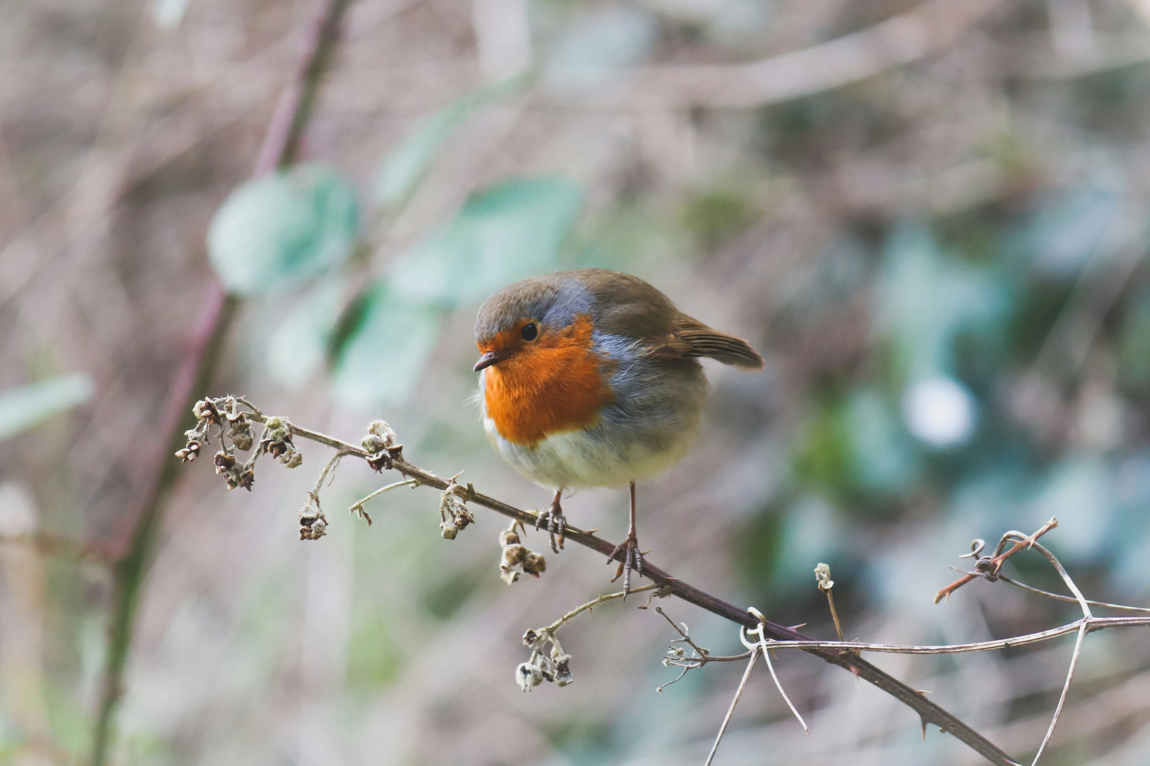 an orange and blue bird sits on a nch