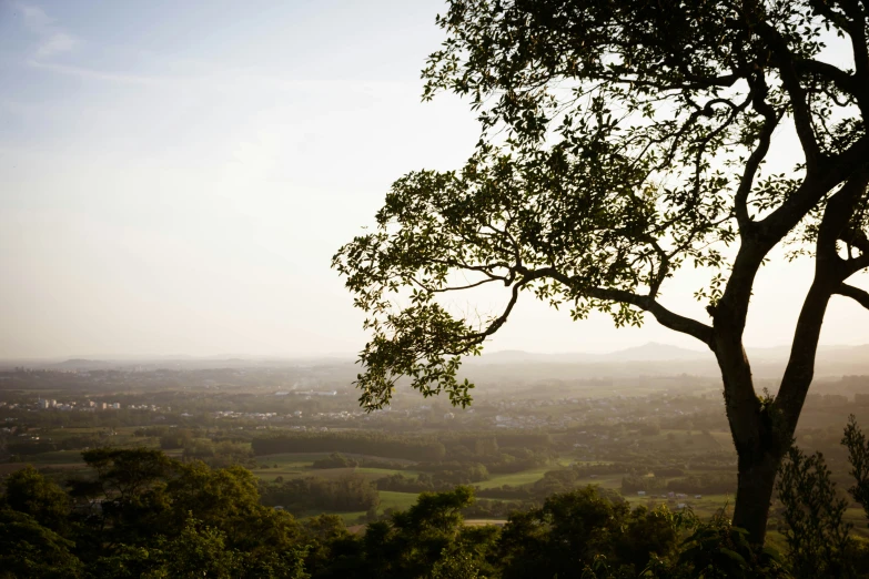 a view over lush green land from behind a large tree