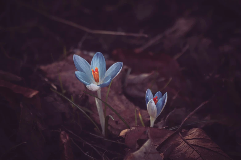 two flowers growing out of the ground with green stems