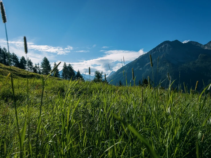 an open field with green grass and a mountain in the distance