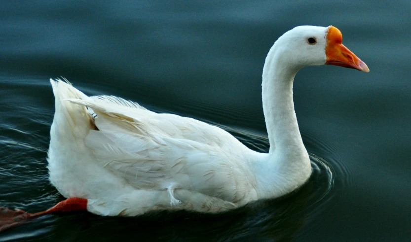 a white duck swimming in the water near itself