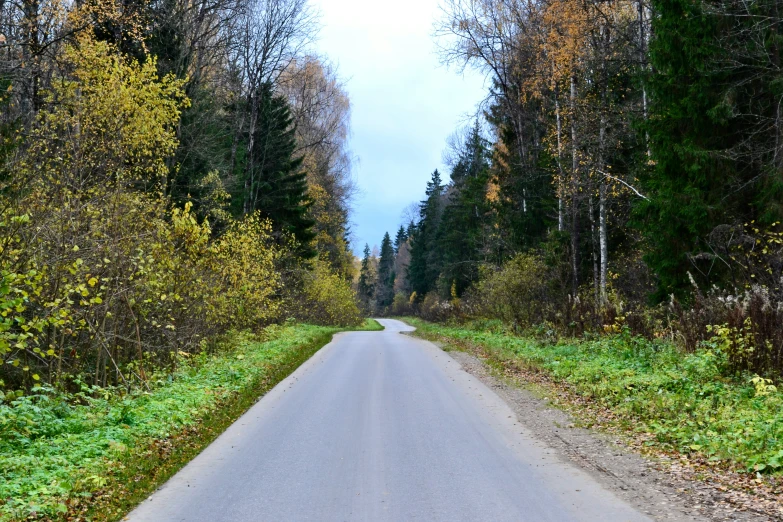 a road in the middle of a tree lined forest