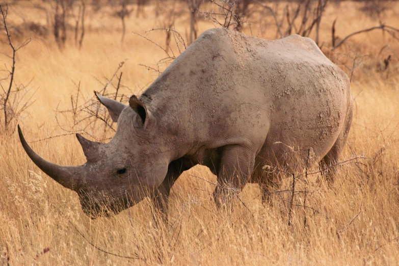 a rhino grazing in tall grass on a sunny day