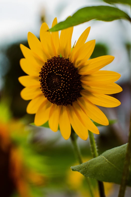 sunflower blooms are shown in closeup on a sunny day