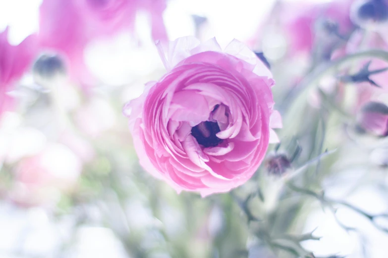 an abstract image of a pink flower