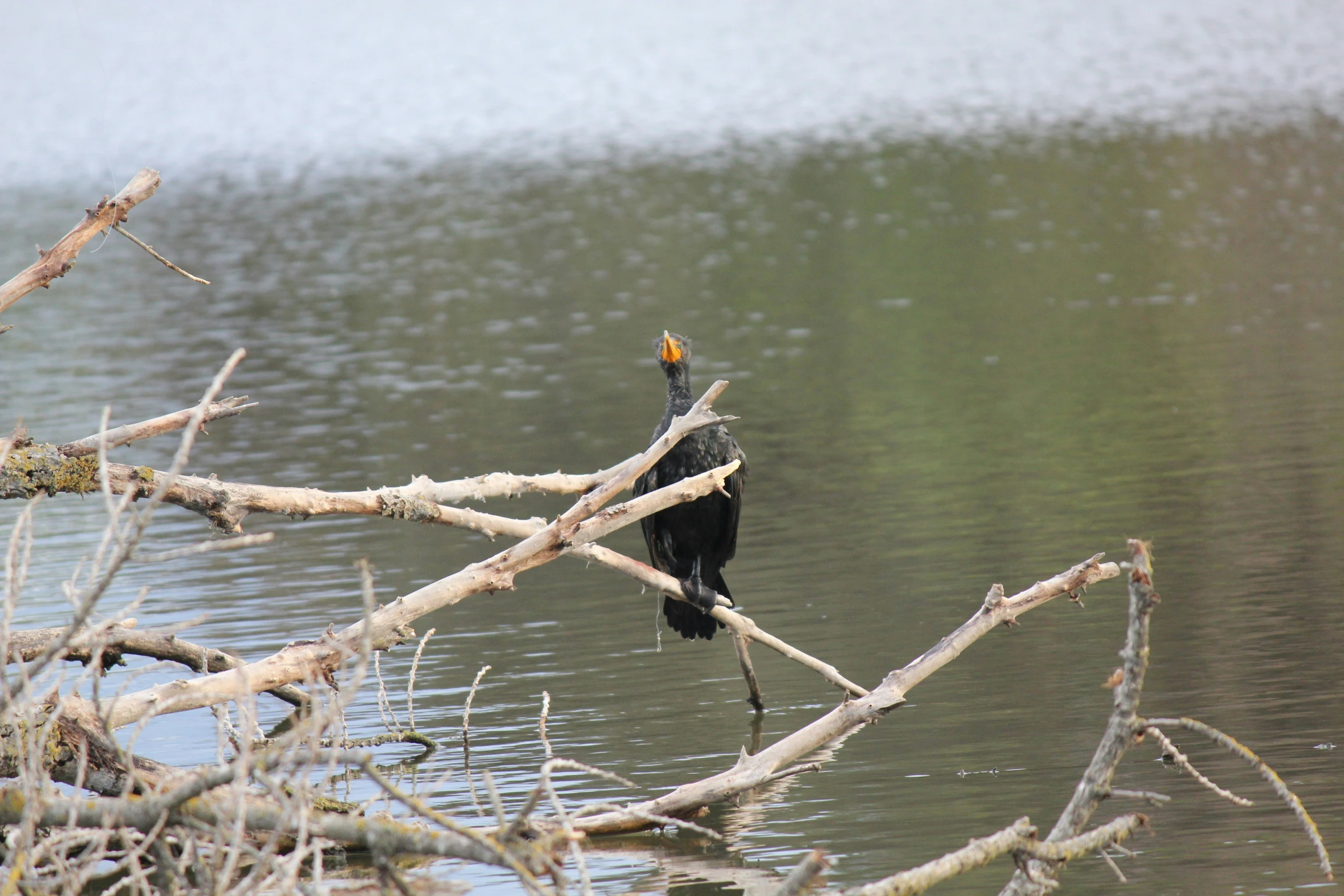 bird perched on nch in water near tree