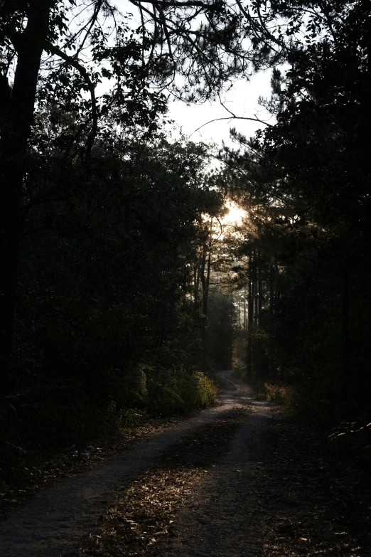 the road in the woods has a very long narrow pathway between two trees