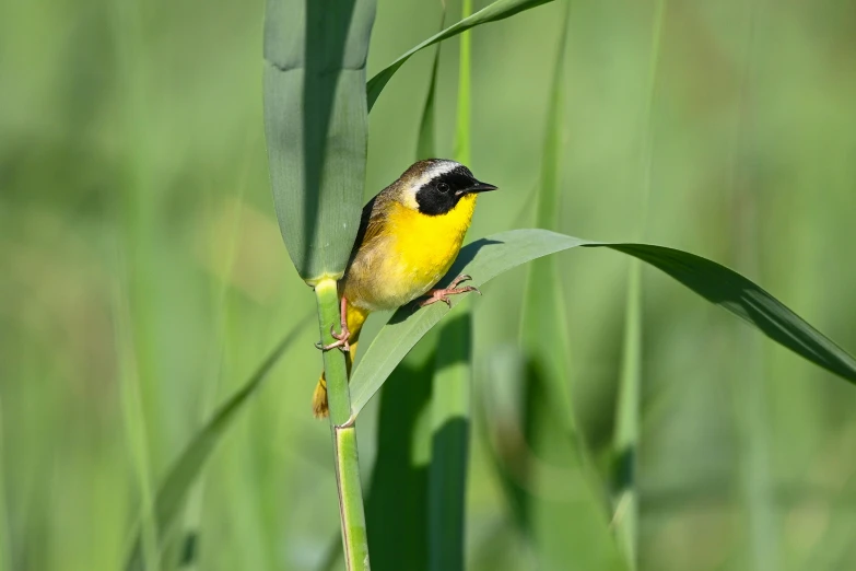 a bird sitting on top of a plant in the grass