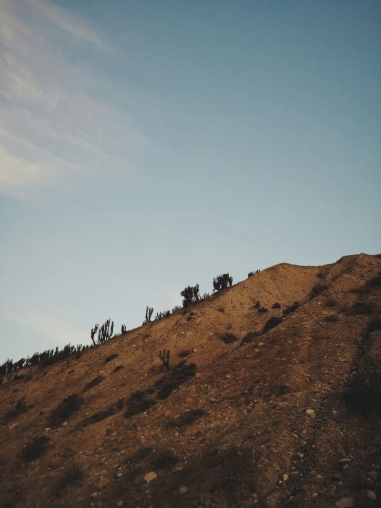 the silhouettes of trees are on the hill