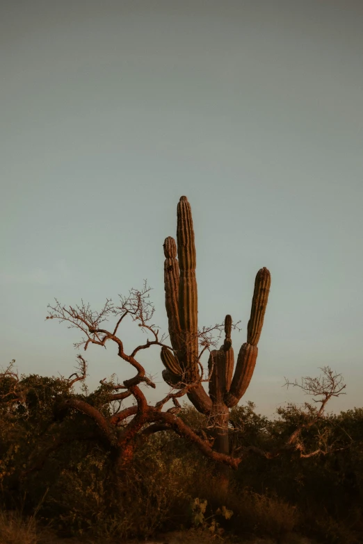 a big cactus near some trees in a desert