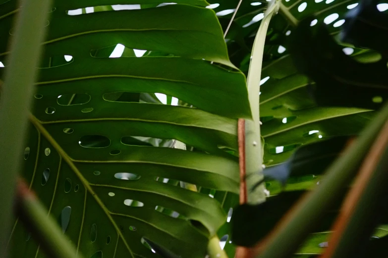 green foliage and leaves in closeup in the sunlight