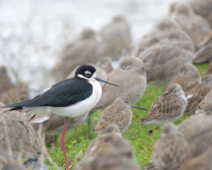 some birds are standing around in a grassy area