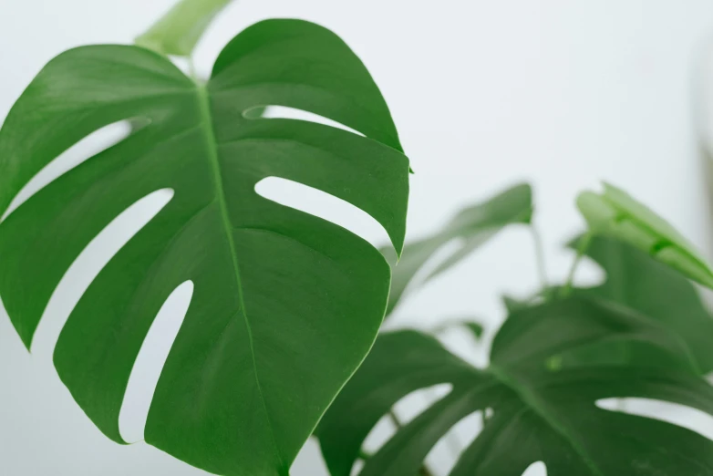 a couple of leafy plants on a table