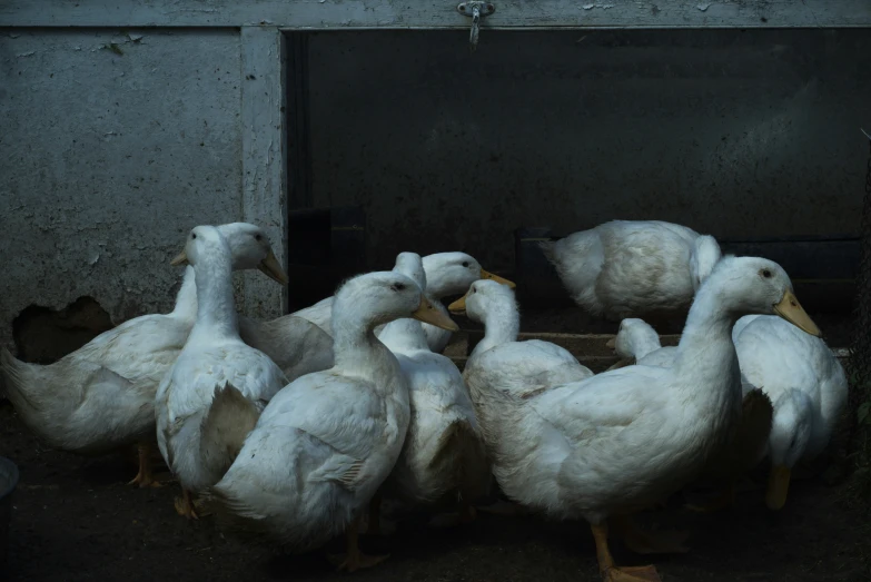 some white ducks near one another in a area