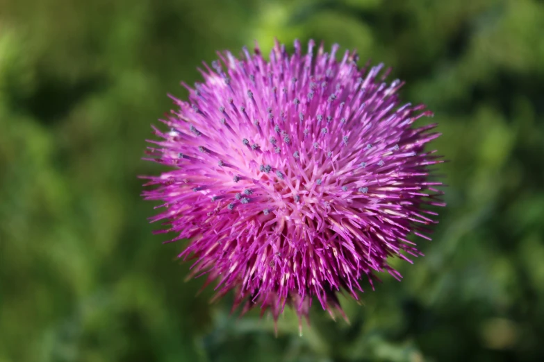 a purple flower that is growing in the grass