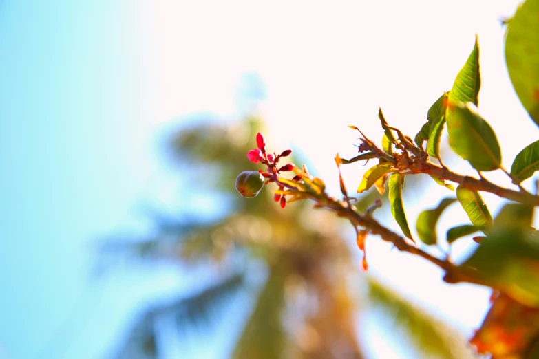 a tree is close up with some leaves on it