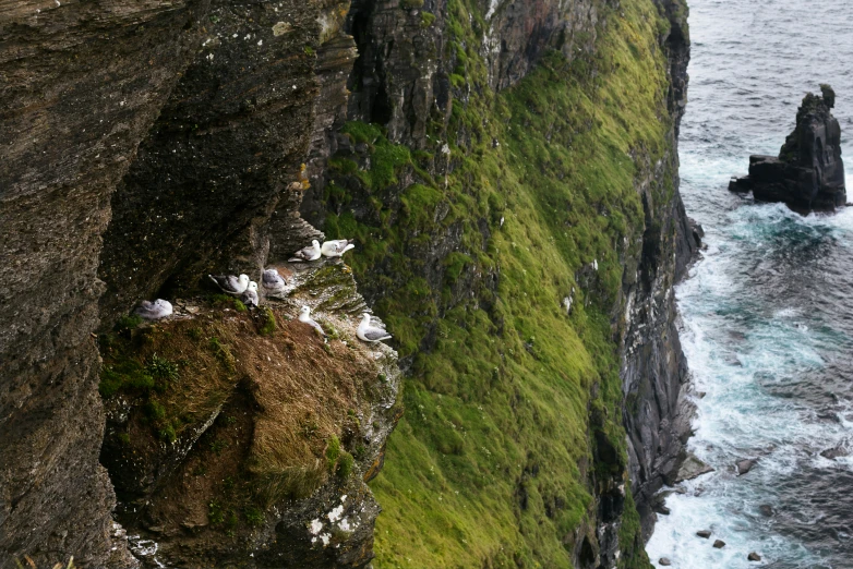 several birds sitting on the rocks of a cliff next to the water