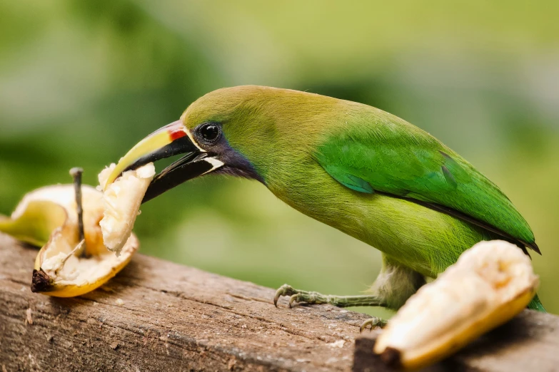 there is a green bird eating a banana peel