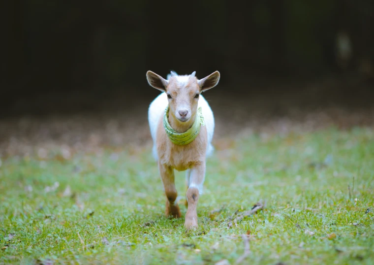 a little goat walking across a lush green field