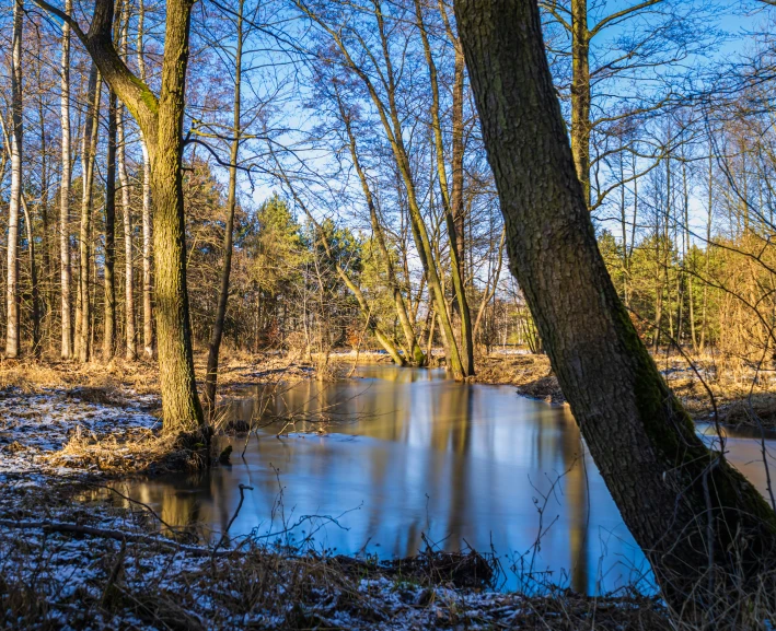 an area with a lake surrounded by tall trees