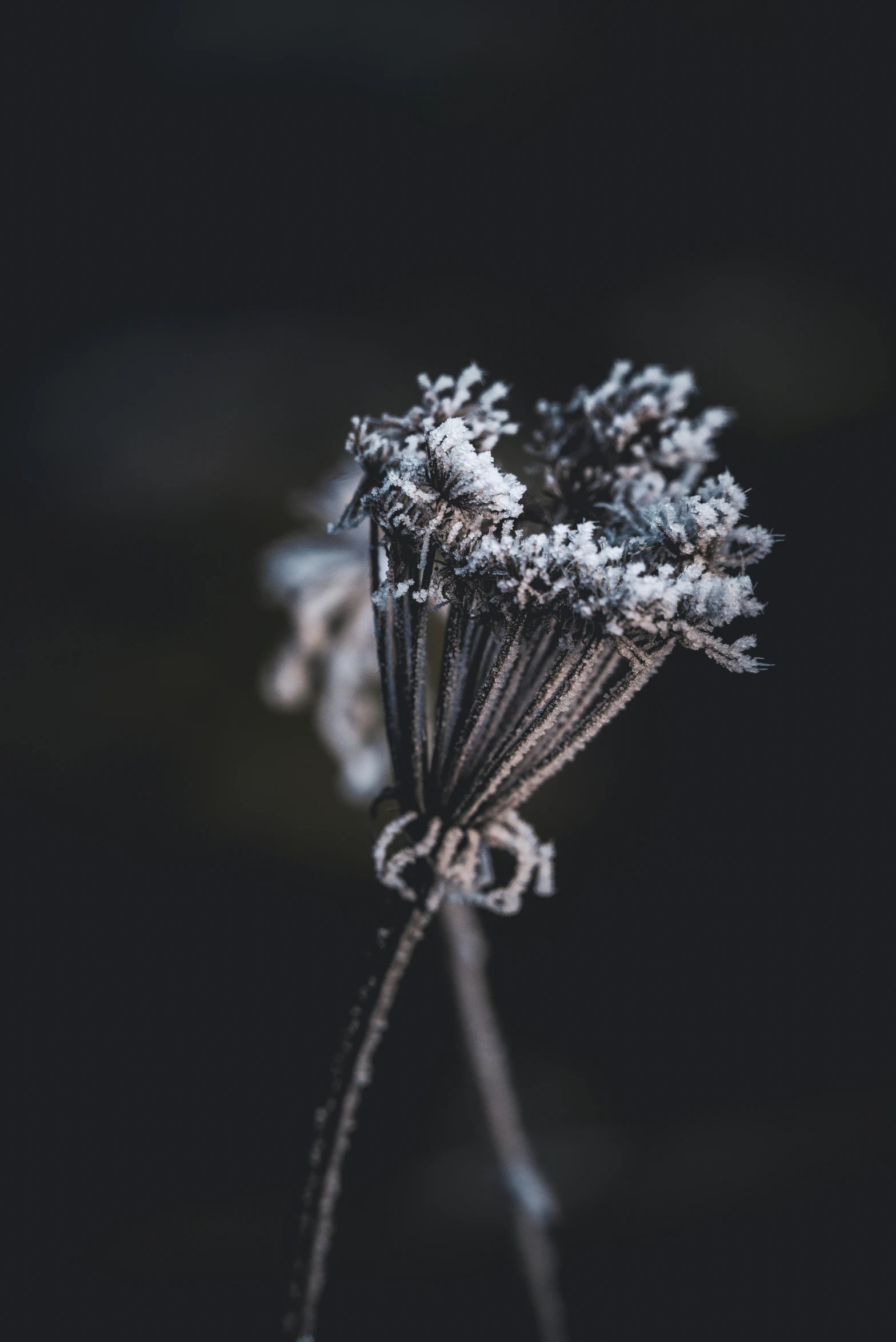 this is a close up view of snowflakes