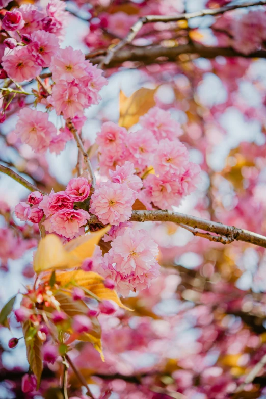 the pink blossoming blossoms are all on this tree