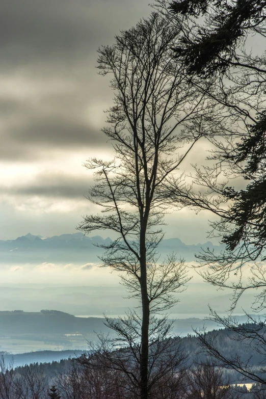 the view from the hill has a lone tree in the foreground