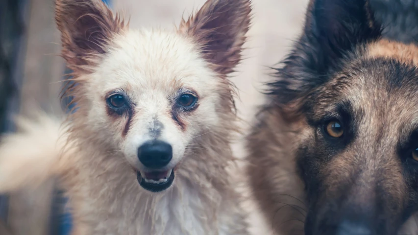 two dogs with blue eyes looking around the camera