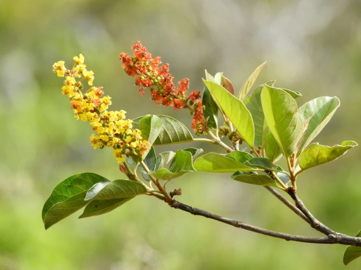 a plant with yellow and red flowers growing from it