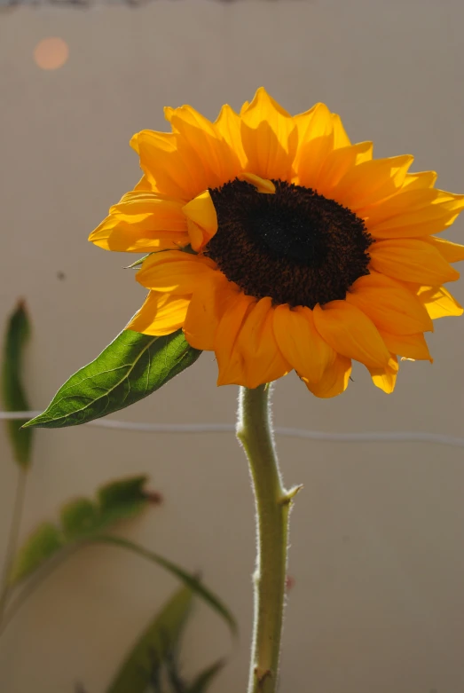 a yellow flower sitting in the sunlight on a stalk